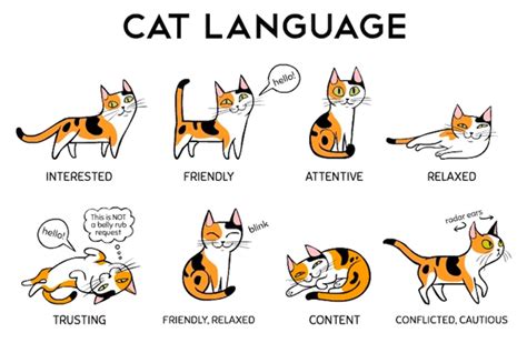 Cats Body Language Cats Common Behaviors And Movements And Their