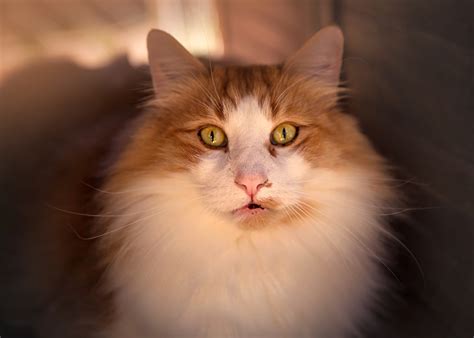I don't have any other information on these beautiful cats. Fairwind Forest Cats - Norwegian Forest Cat Breeder - Tasmania