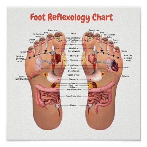 Foot Reflexology 12x12 Poster Foot Reflexology