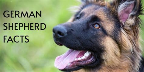 German Shepherd Facts Every Gsd Owner Must Know