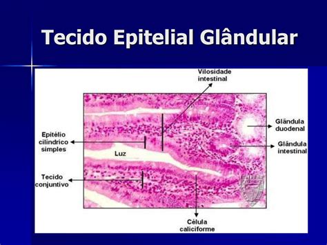 Tecido Epitelial Glandular