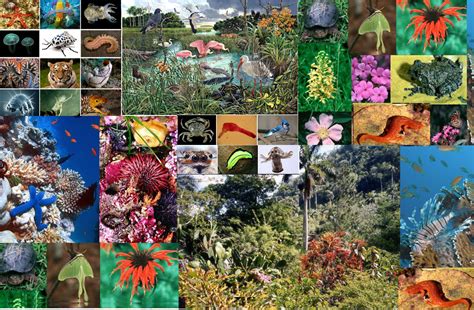 Biodiversity is typically a measure of variation at the genetic, species, and ecosystem level. Biotechnology boosts biodiversity conservation, experts ...