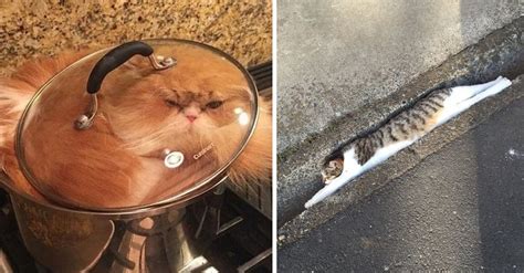 19 Liquid Cats Whose Bodies Can And Will Conform To Any Shape Or Surface