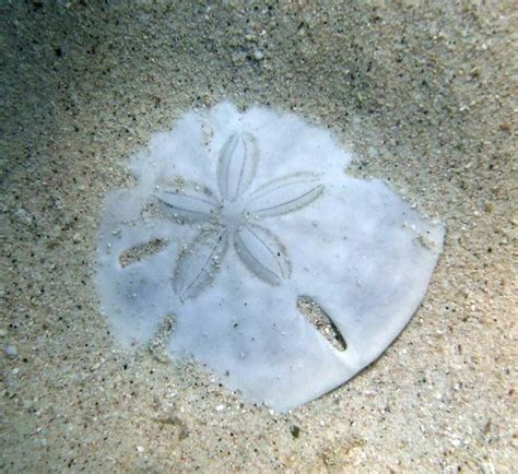 Sand Dollar This Has To Be One Of My Very Favorite Sea Treasures