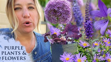 what purple plants and flowers can i have in fall youtube