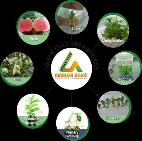 Ambica Red Guava Tissue Culture Plants At Rs 280plant Tissue
