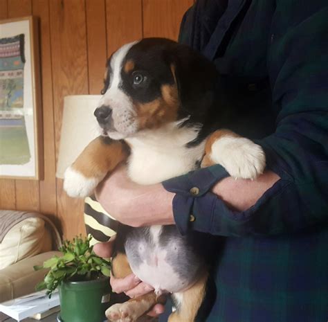 Entlebucher Mountain Dog Puppies For Sale Allendale Charter Township