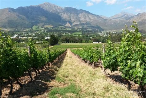 A Vintage Day Out On The Franschhoek Wine Tram Conversant Traveller