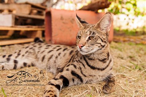 About Savannah Cats — A1 Savannahs Savannah Cat Savannah Cat For