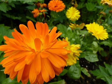 Free Image Of Large Round Daisy Flower