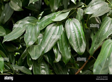 Ceylon Cinnamon Tree High Resolution Stock Photography And Images Alamy