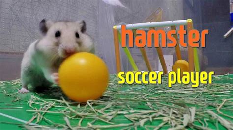 Cute Animals Hamster Soccer Video ハムスターサッカー選手 햄스터 축구 Youtube