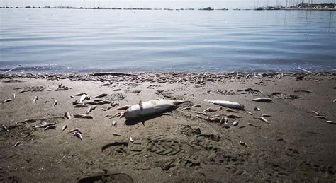 Murcias Mar Menor In Danger As Water Chemical Levels Reach Record High