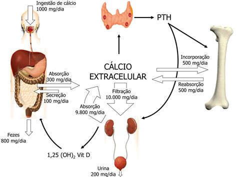 Pptx Metabolismo De Calcio Y Fosforo Pth Calcitonina Y Dokumen Tips