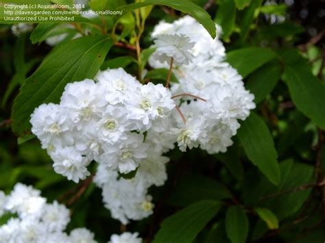 White Flowering Trees Identification Nz Free Plant Identification