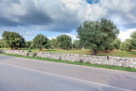 Alluring View On A Grass Field And A Beautiful Olive Trees In Apulia
