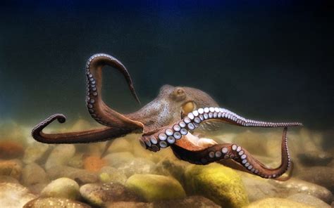 Octopus Types Of Animals Animals And Pets Fauna Life Aquatic Ocean