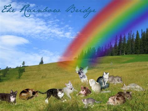Rainbow Bridge Cats Image Glinda Addison