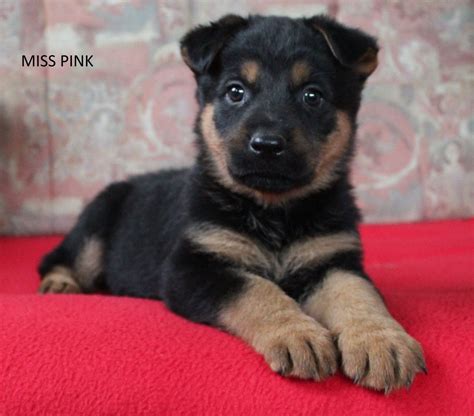 My german shepherd x rottweiler mix by shinkolanzy: German Shepherd X Rottweiler Puppies*1 GIRL LEFT ...