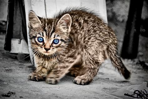 Kitty Chris Yarzab Flickr