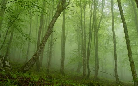 Foggy Mystic Forest Wallpaper 2560x1600 30137