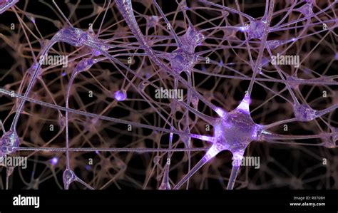 Sinapsi Nel Sistema Nervoso Immagini E Fotos Stock Alamy