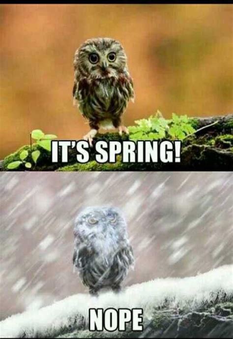 15 Funny Memes About Spring Funny Owls Funny Animals