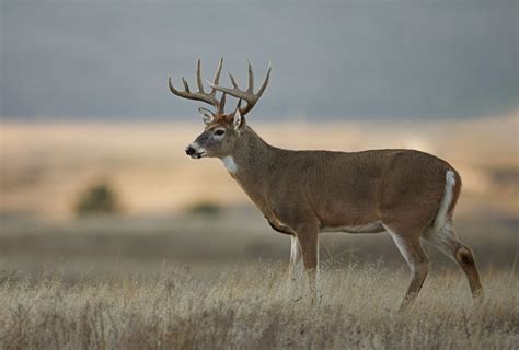 Moose Deer Buck Deer Majestic Animals Animals Beautiful Deer