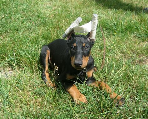 Wondering how much to feed your puppy? What Age do Doberman Pinscher dogs Start to Mellow Out?