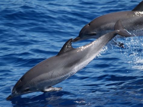Dolphins have an what animals do dolphins eat that emits sound waves, and they can interpret the returning dolhins to detect prey and dangers. These Interesting Dolphin Food Facts Will Tell You What ...