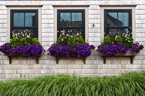 32 Beautiful Ideas Cascading Flowers For Window Boxes 1 In 2020