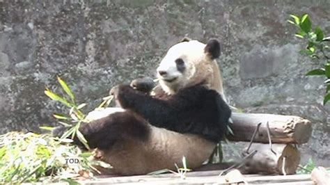Toronto Zoo Preparing To Welcome Pair Of Giant Pandas Ctv News