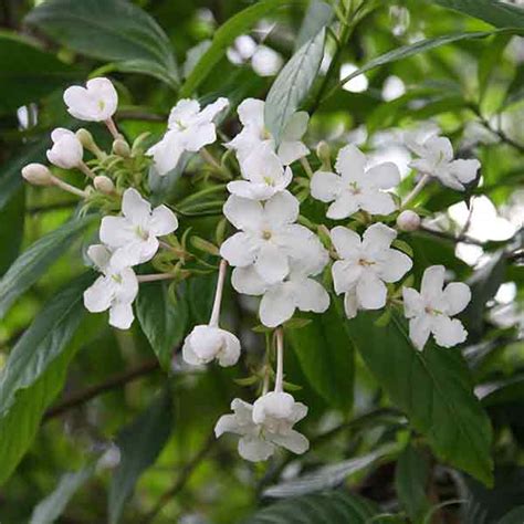 Fragrant Plants For The Garden And Container Nurseries
