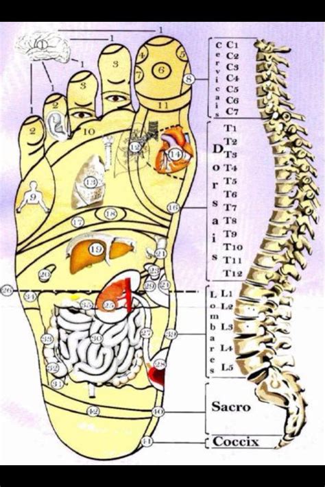 Spine A Reflexology Chart Acupressure Therapy Acupuncture Alternative Therapies Alternative