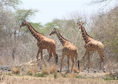 Meru National Park Reserve Vacations And Tours In Kenya Audley Travel