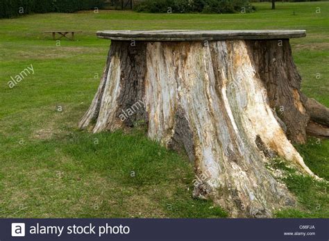 Related Image Tree Stump Photo Stock Photos