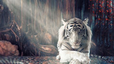 3840x2160 White Tiger Dreamy 4k Hd 4k Wallpapersimagesbackgrounds