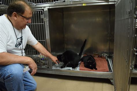 22 Cats And Dogs Were Adopted During The Clear The Shelters Event At