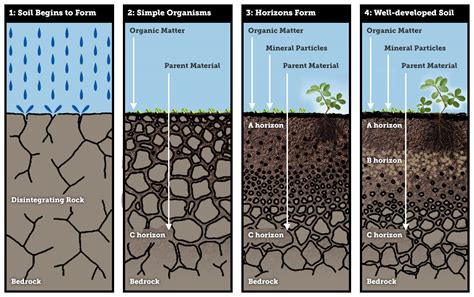 Differences in soil type within and between regions are a result of the interactions between these. How can primary succession lead to soil formation? | Socratic