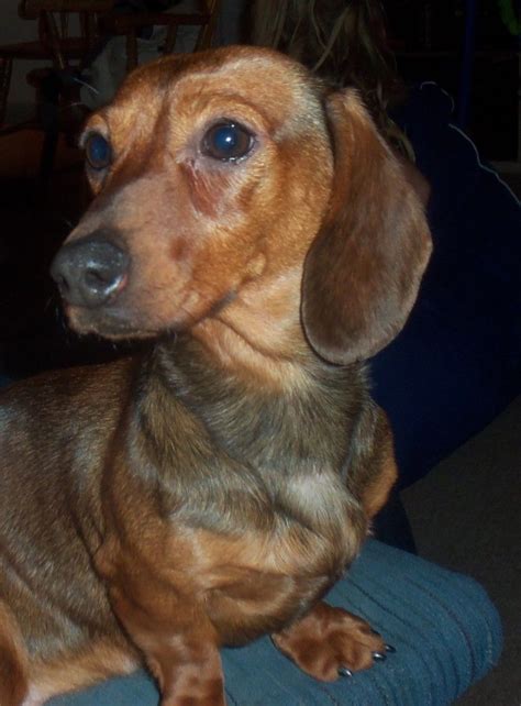 Two akc long hair mini dapple dachshund male puppies. Canadian Dachshund Rescue Ontario - Holly | Dachshund ...