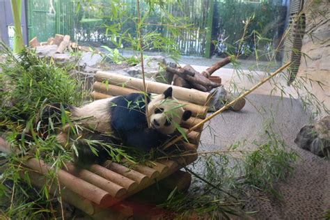 Panda At Berlin Zoo Tourismde Awesome Travel Destinations In Germany