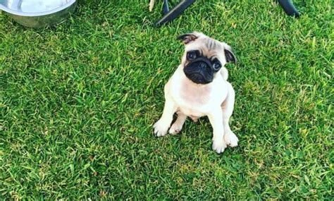 Browse our selection of reputable breeders. Pugs For Sale Near Me Features