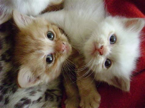 Two Headed Kitten By Tallartobsessed On Deviantart