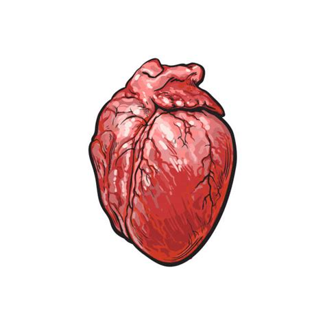 Pig Heart Illustrations Royalty Free Vector Graphics And Clip Art Istock