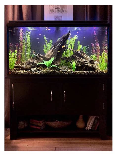 60 Gallons Freshwater Fish Tank Mostly Fish And Non Living Decorations
