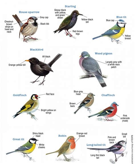 Different types of birds like different types of things. Big Garden Birdwatch - Blog - GreenThumb Lawn Treatment ...