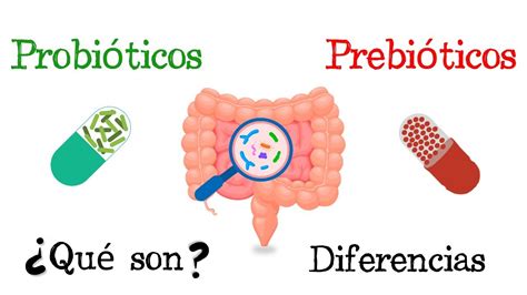 🦠 Probióticos Y Prebióticos 💥 ¿qué Son 🧫 Funciones Fácil Y Rápido