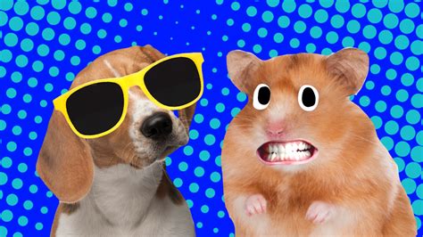 20 Funny Hamster Jokes And Puns For Kids