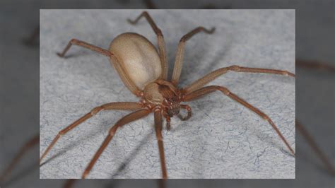 Brown Recluse Spiders Facts Bites And Symptoms Live Science