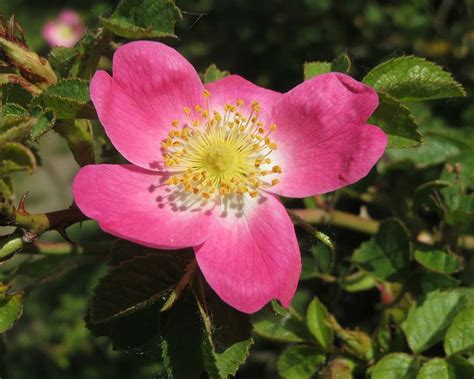 Briar Rose Rosa Rubiginosa Glenlivet Wildlife